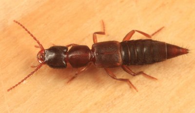 Rove Beetles - Subfamily Paederinae