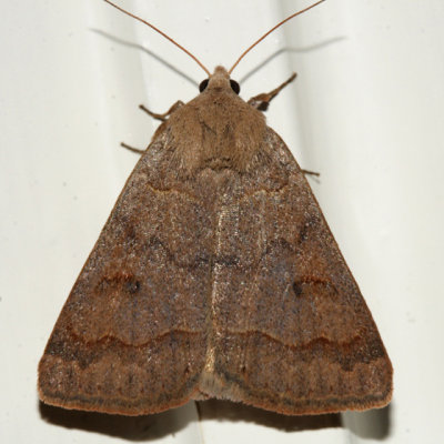 8591 - Common Oak Moth - Phoberia atomaris