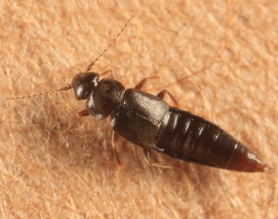 Rove Beetles - subfamily Trichophyinae