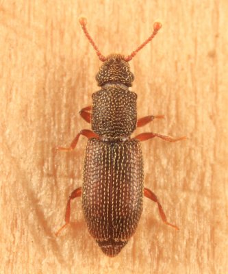 Root-eating Beetles - Monotomidae