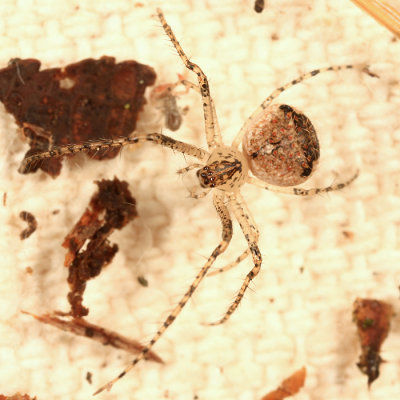 Mimetus sp.