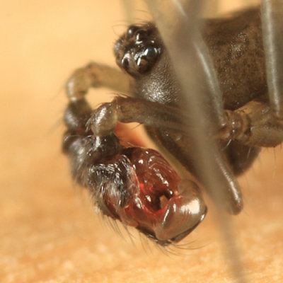 Bathyphantes pallidus