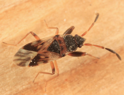 Scolopostethus thomsoni