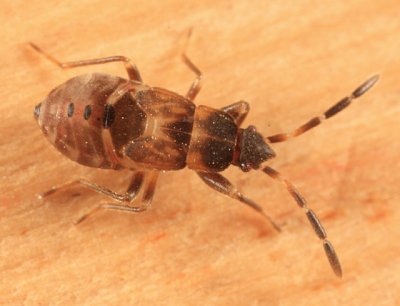 Scolopostethus thomsoni