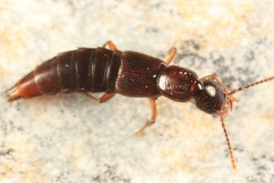 Erichsonius brachycephalus