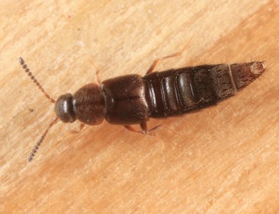 Aleocharinae