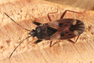 Eremocoris borealis