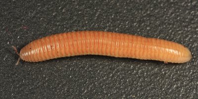 Polyzoniida - Polyzoniidae - Petaserpes cryptocephalus