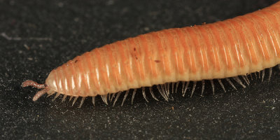 Polyzoniida - Polyzoniidae - Petaserpes cryptocephalus