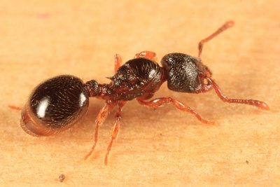 Myrmecina americana (queen)