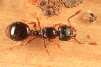 Myrmecina americana (queen)