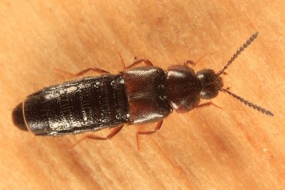 Aleochara sp.