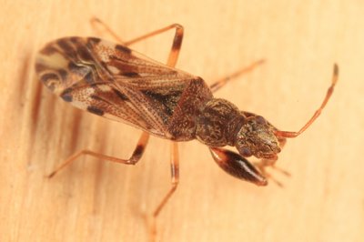 Neopamera albocincta