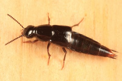 Quedius capucinus