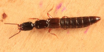 Gyrohypnus sp.