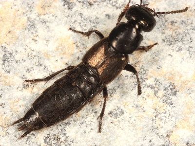 Philonthus politus