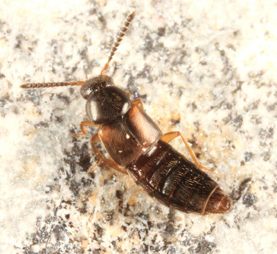 Aleocharinae