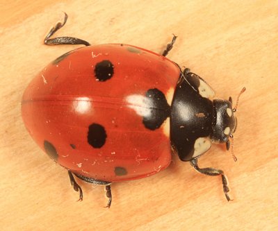 Seven-spotted Lady Beetle - Coccinella septempunctata