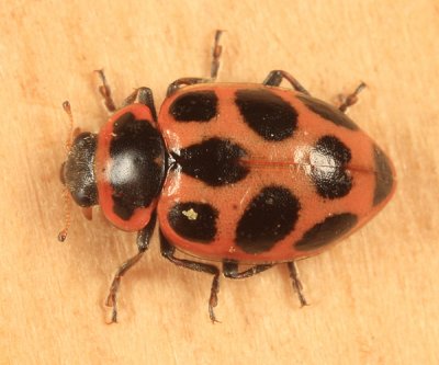 Naemia seriata