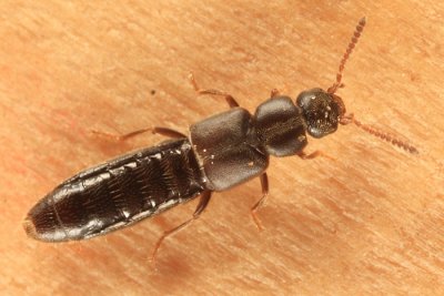 Atheta novaescotiae