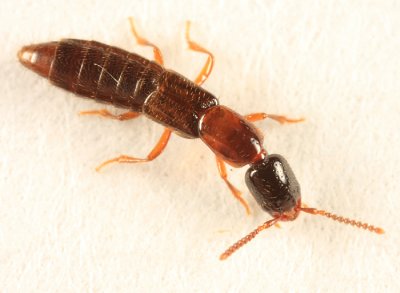 Neohypnus hamatus