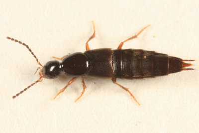 Philonthus sp.