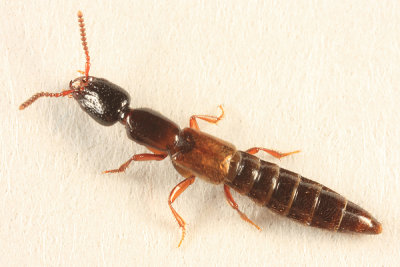 Neohypnus beckeri