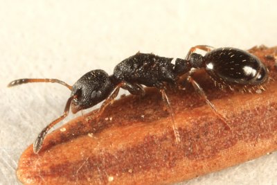 Leptothorax sp. (queen)