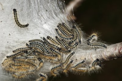 7701 - Eastern Tent Caterpillar - Malacosoma americanum