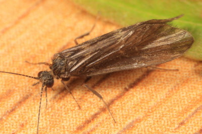 Rhyacophila manistee