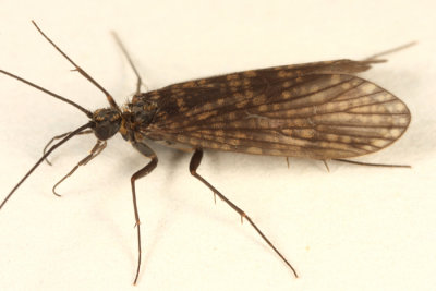 Dolophilodes distinctus