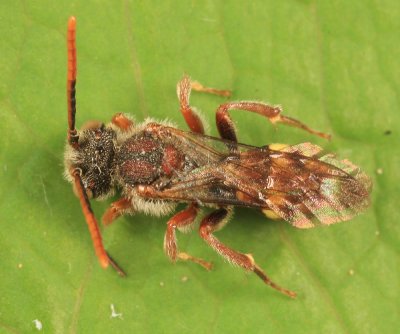 Nomada sp.