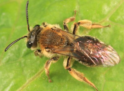 Andrena rugosa