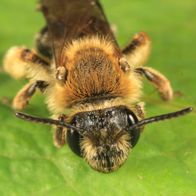 Andrena rugosa