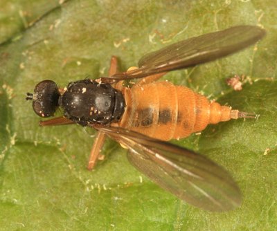 Rhamphomyia sp.