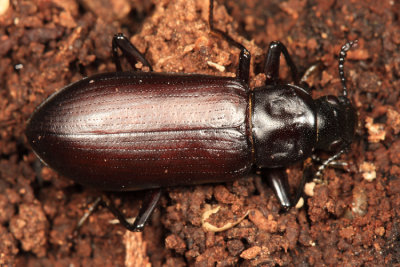 Darkling Beetles - Subfamily Stenochiinae
