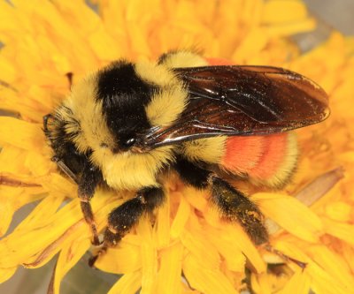 Tricolored Bumble Bee queen - Bombus ternarius