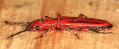 Red Flat Bark Beetle - Cucujus clavipes