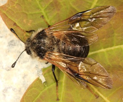 Trichiosoma triangulum