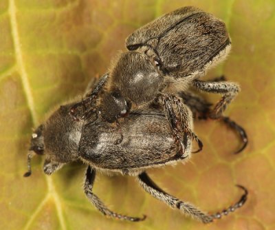 Hoplia trifasciata