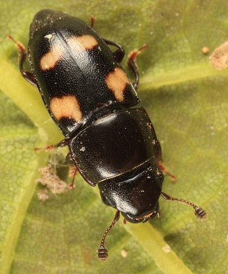 4-spotted Sap Beetle - Glischrochilus quadrisignatus