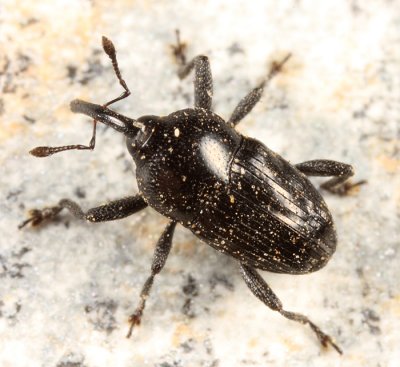 Madarellus inconstans