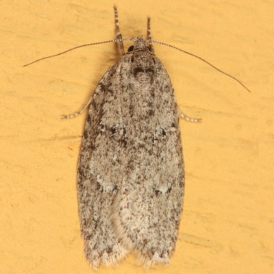 0914 - Semioscopis inornata