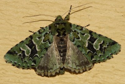 10008 - Comstock's Sallow - Feralia comstocki