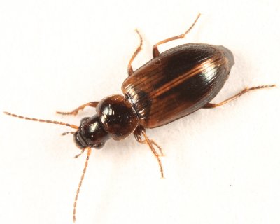 Dicheirotrichus cognatus