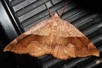 6836 - American Barred Umber - Plagodis pulveraria