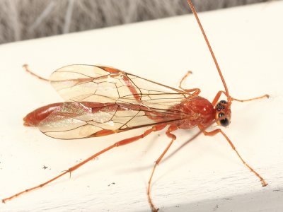 Ophion sp.