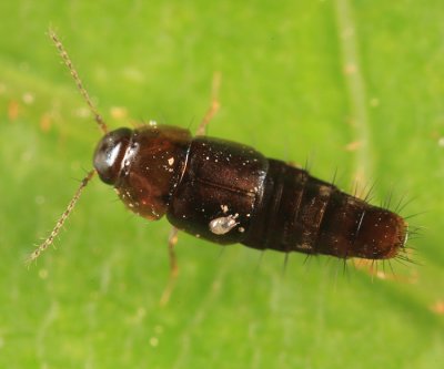 Rove Beetles - subfamily Habrocerinae