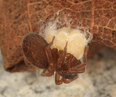 Amaurobius borealis