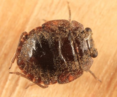 Ochterus sp.